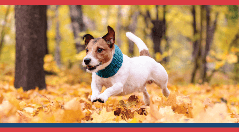 5 Tips for A Pet-Safe Howl-iday